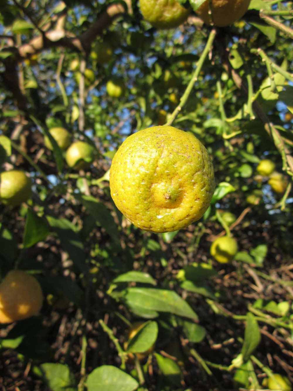              Fruit (Winter Haven, FL)       